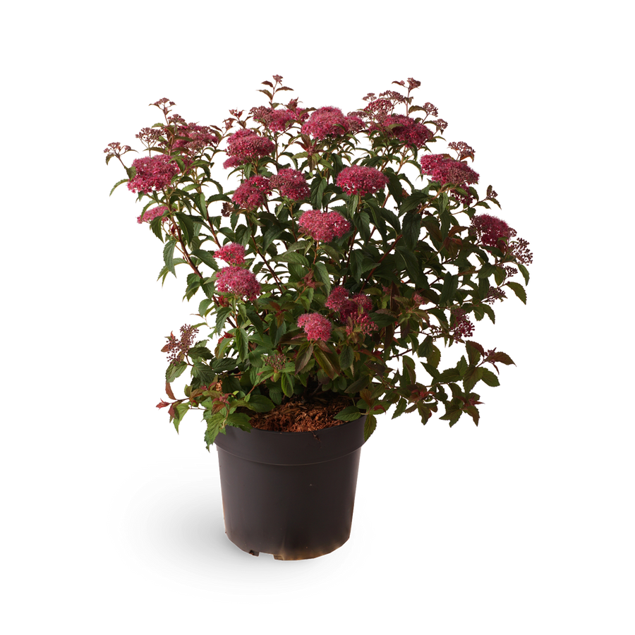 Sommerspiere 'Superstar'®