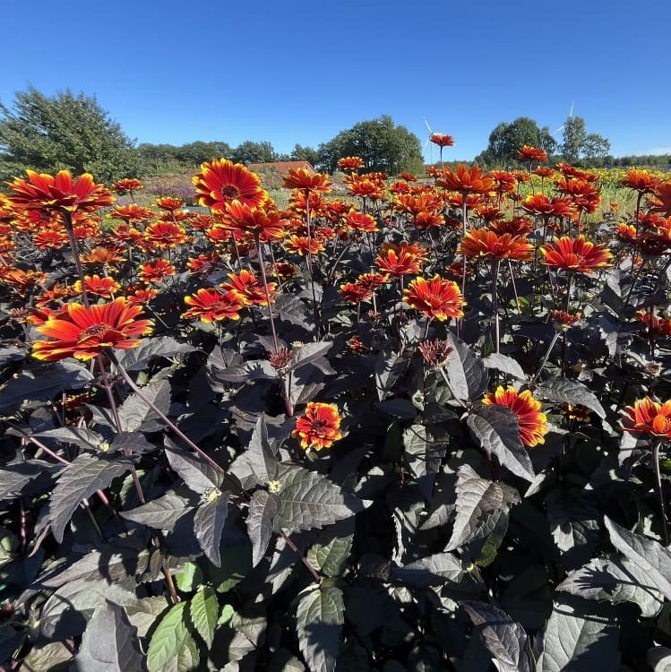 Sonnenauge 'Bonfire Sunset'® Orange