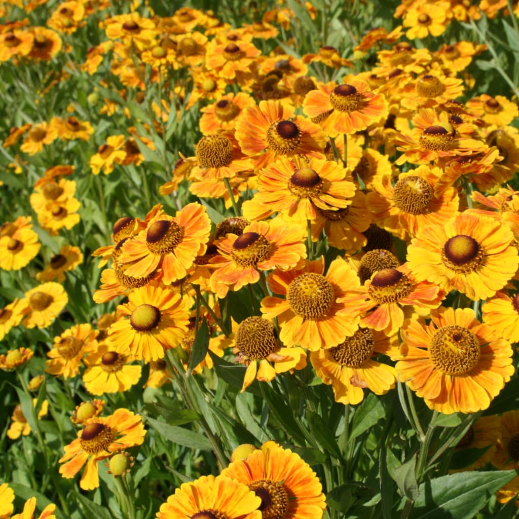 Sonnenbraut 'Goldrausch' Gelb