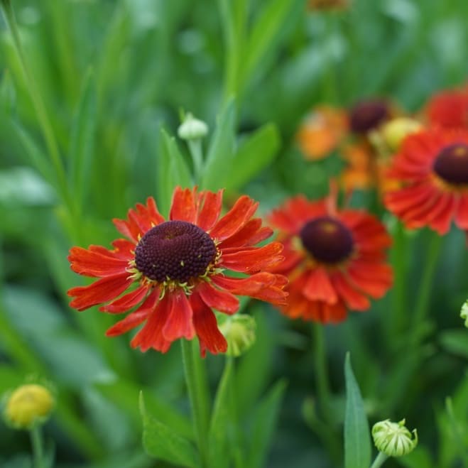Sonnenbraut 'Moerheim Beauty' Rot