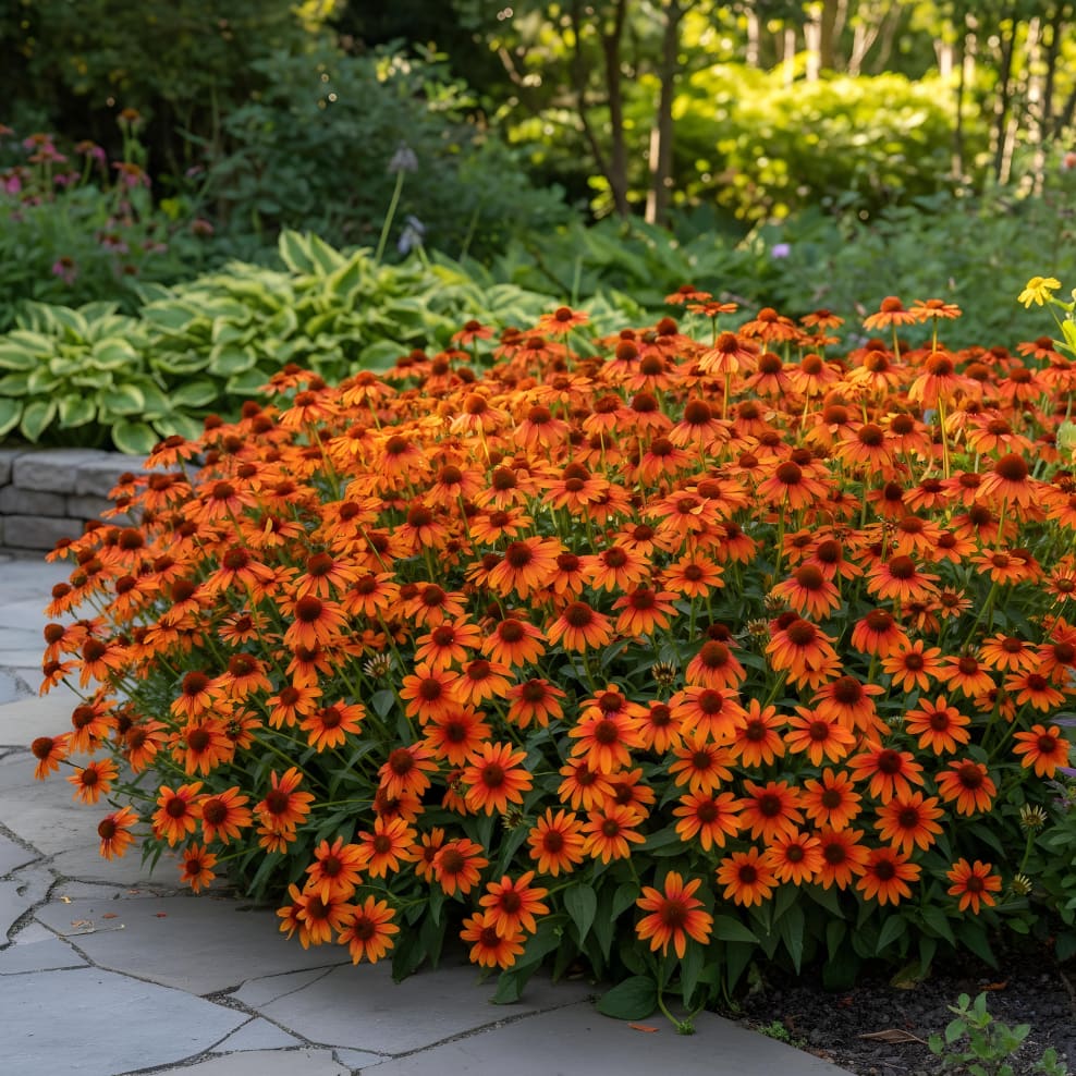 Sonnenhut 'Cheyenne' Rosa
