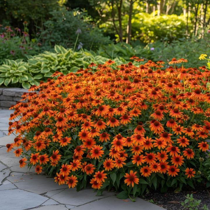 Sonnenhut 'Cheyenne' Rosa