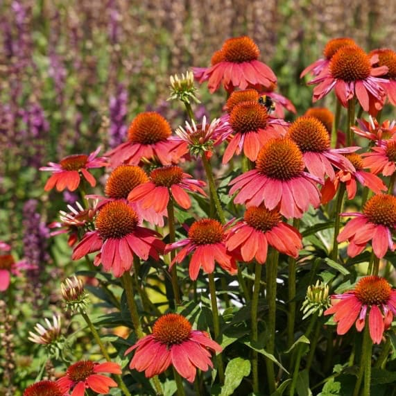 Sonnenhut 'Lakota Red' Rot