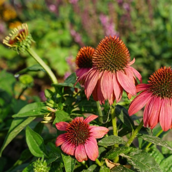 Sonnenhut 'Lakota Red' Rot