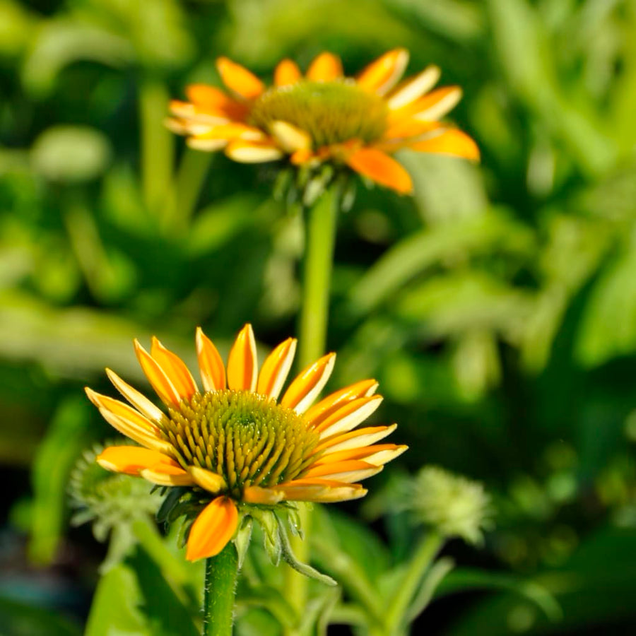Sonnenhut 'Lakota Yellow' Gelb