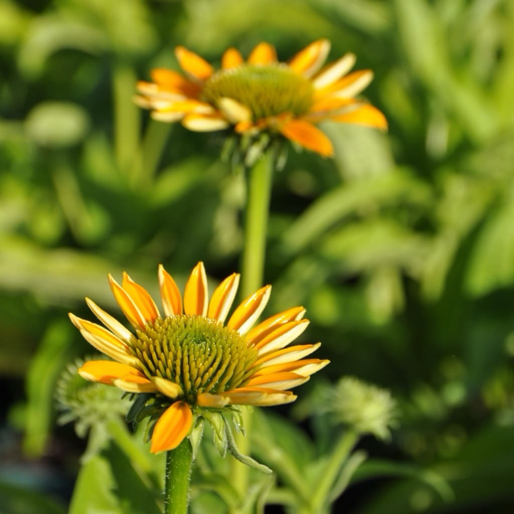 Sonnenhut 'Lakota Yellow' Gelb