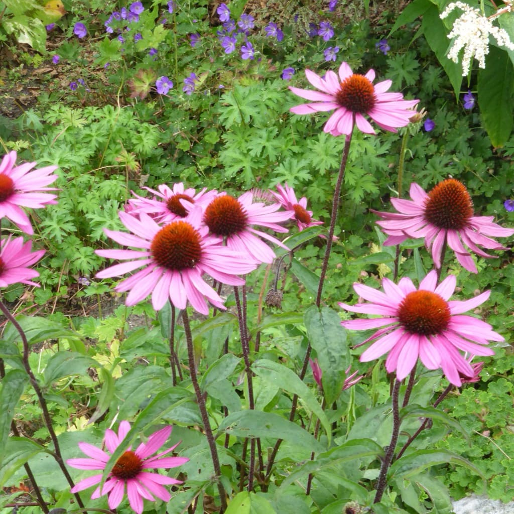 Sonnenhut 'Magnus' Rosa