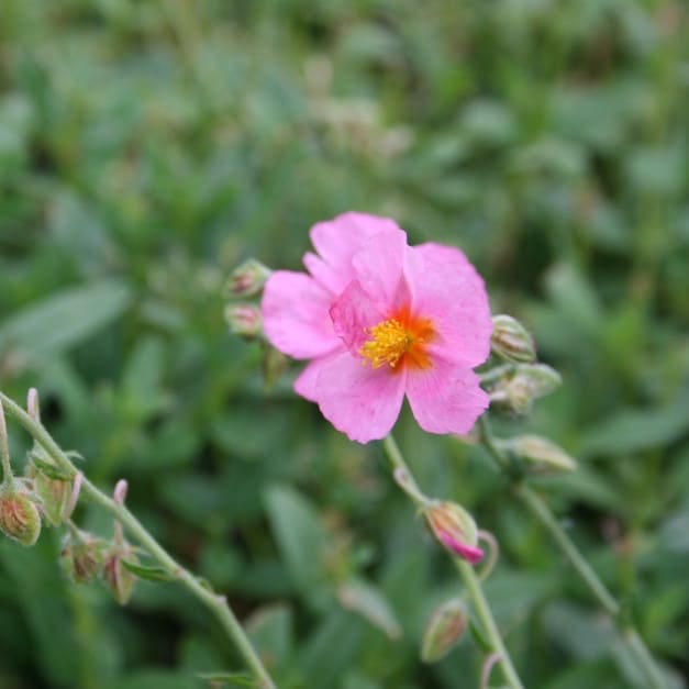 Sonnenröschen 'Lawrensons Pink' Rosa