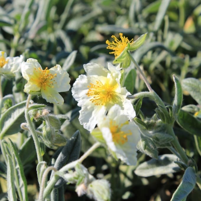 Sonnenröschen 'Snow Queen' Weiß