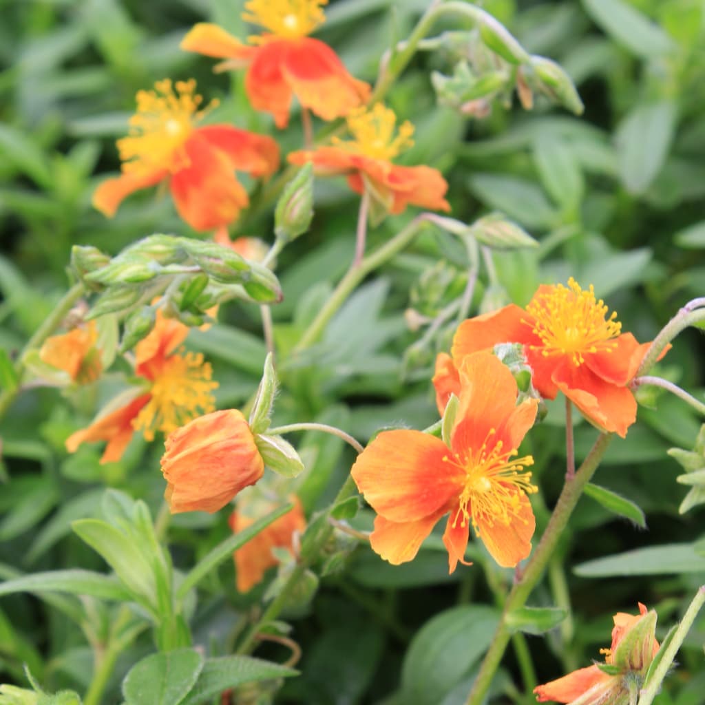 Sonnenröschen 'Watergate Orange' Gelb