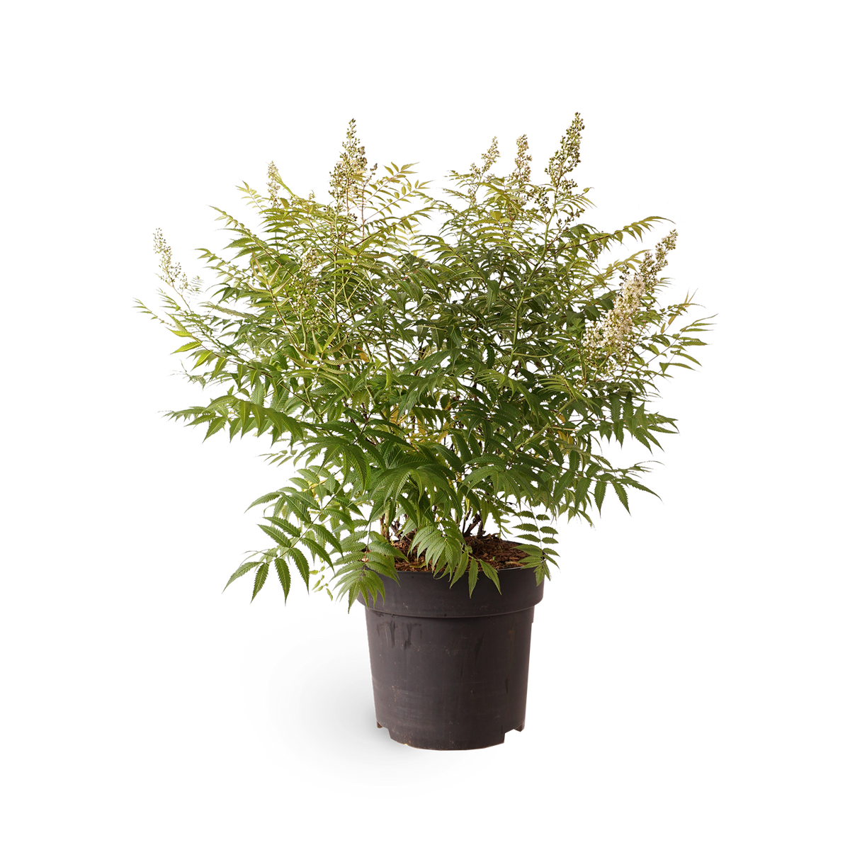 Sorbaria sorbifolia 'Sem'®