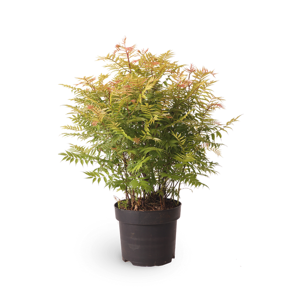 Sorbaria sorbifolia 'Sem'®