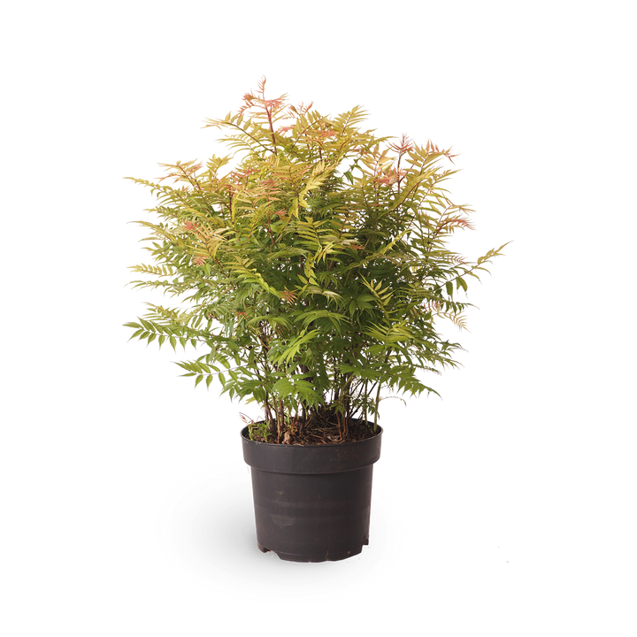 Sorbaria sorbifolia 'Sem'®