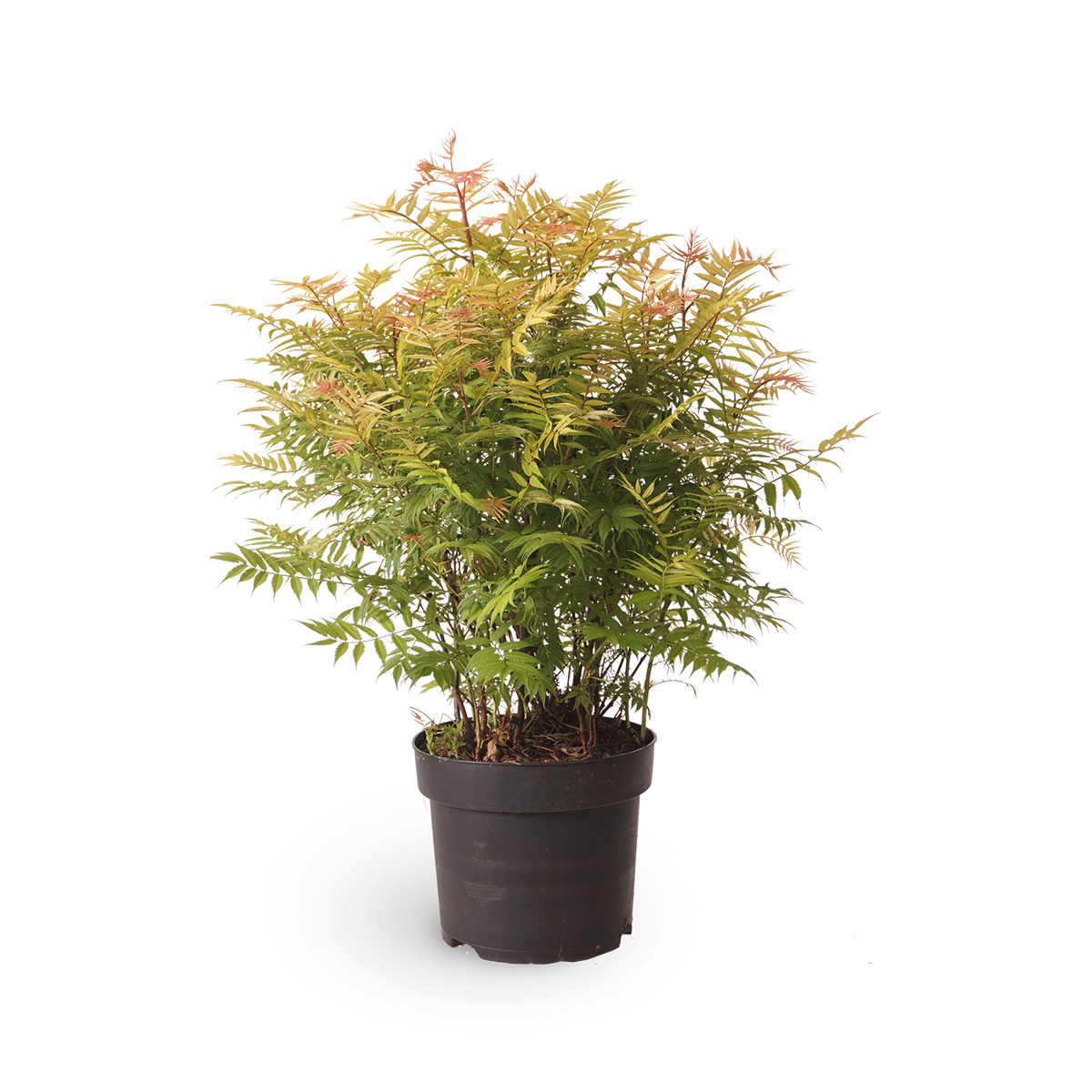 Sorbaria sorbifolia 'Sem'®
