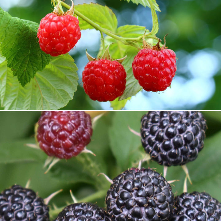 Sorten im Bio-Beeren-Duo Sommer-Nascherei