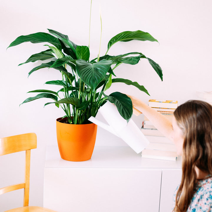 Spathiphyllum wallisii 'Sweet Lauretta' als Zimmerpflanze