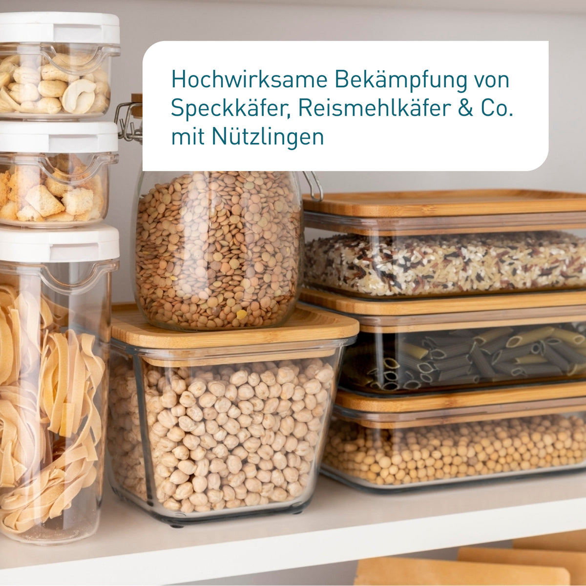 Bekämpfung von Speckkäfern mit Lagerpiraten