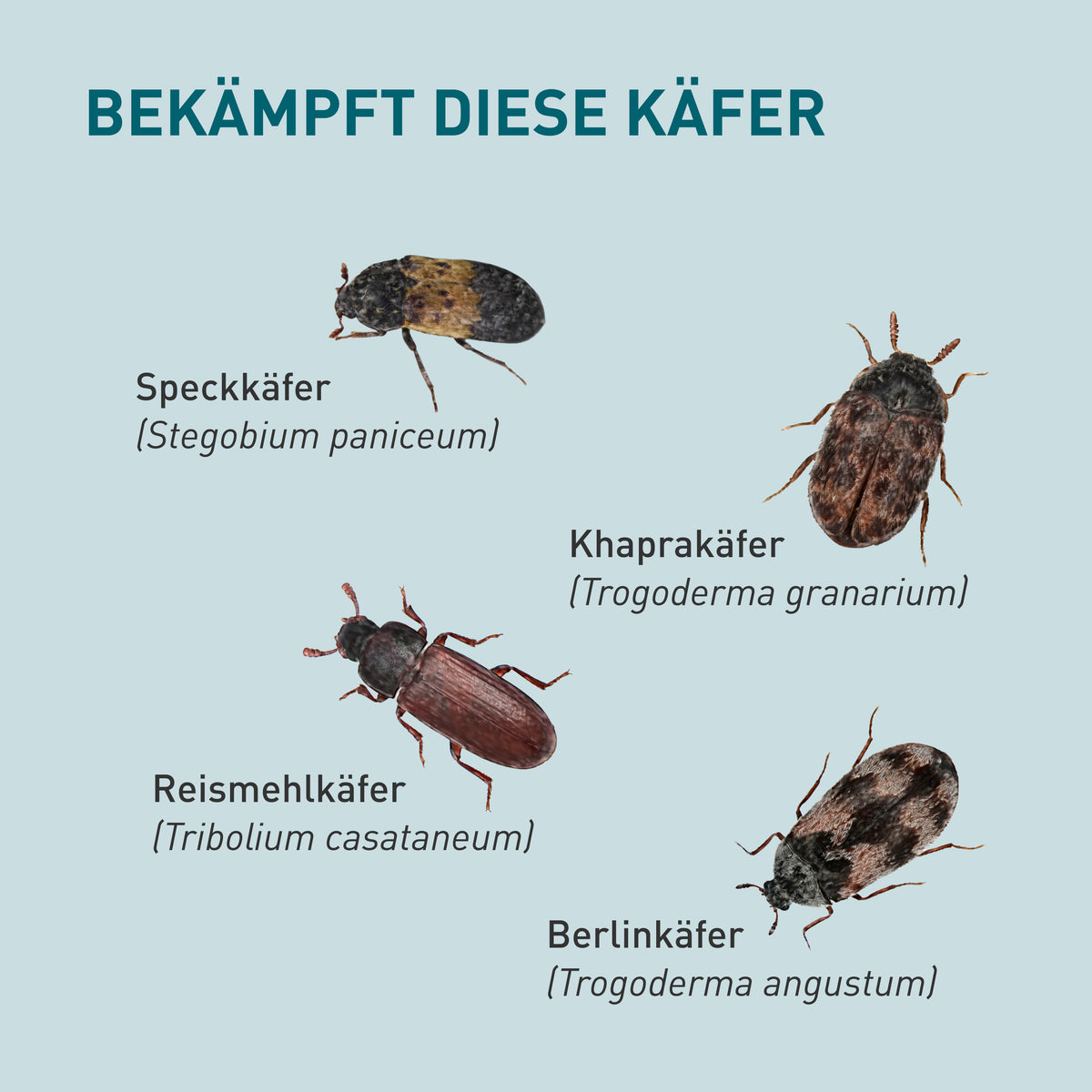 Speckkäfer, Khaprakäfer & Co. mit Lagerpiraten loswerden