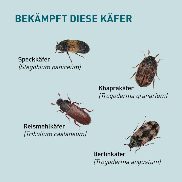 Speckkäfer, Khaprakäfer & Co. mit Lagerpiraten loswerden