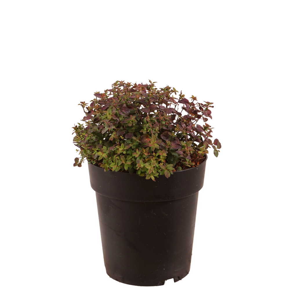 Spierstrauch 'Fenna' Rosa