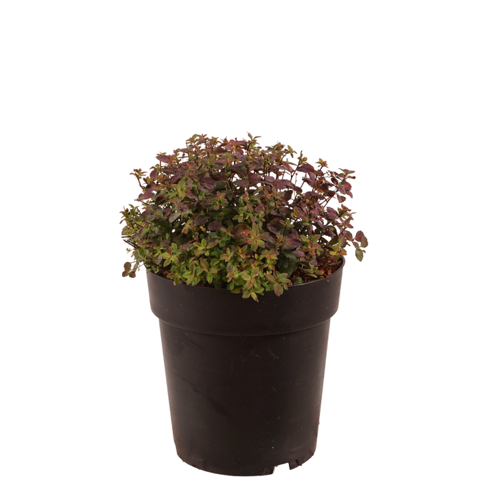 Spierstrauch 'Fenna' Rosa