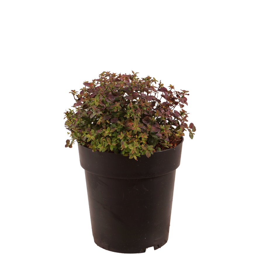 Spierstrauch 'Fenna' Rosa