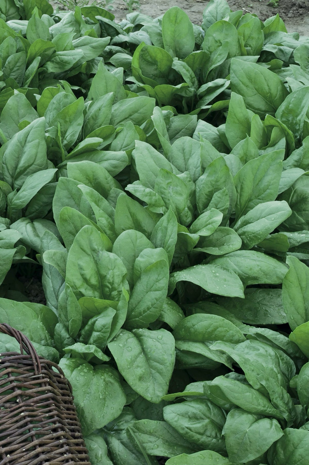 Spinacia oleracea 'Winterriesen'