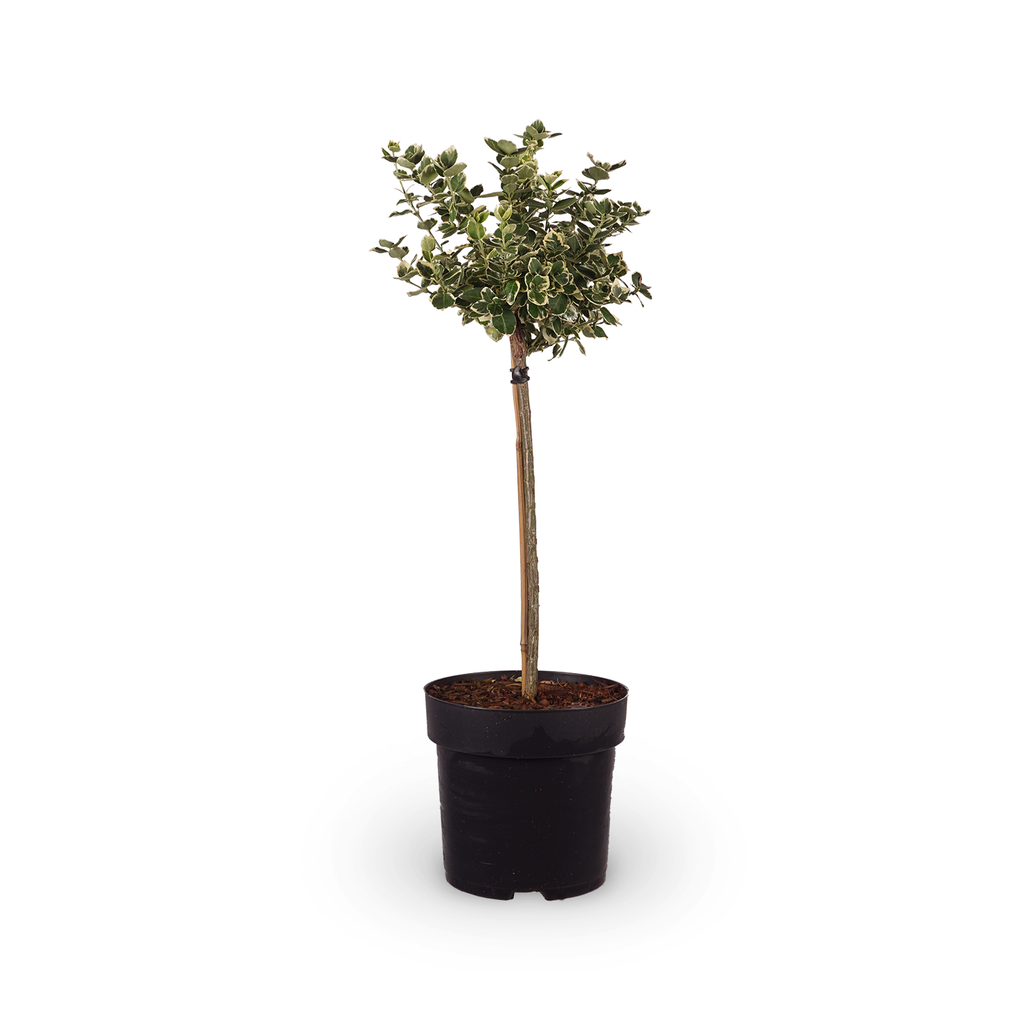 Spindelstrauch 'Emerald Gaiety' kaufen