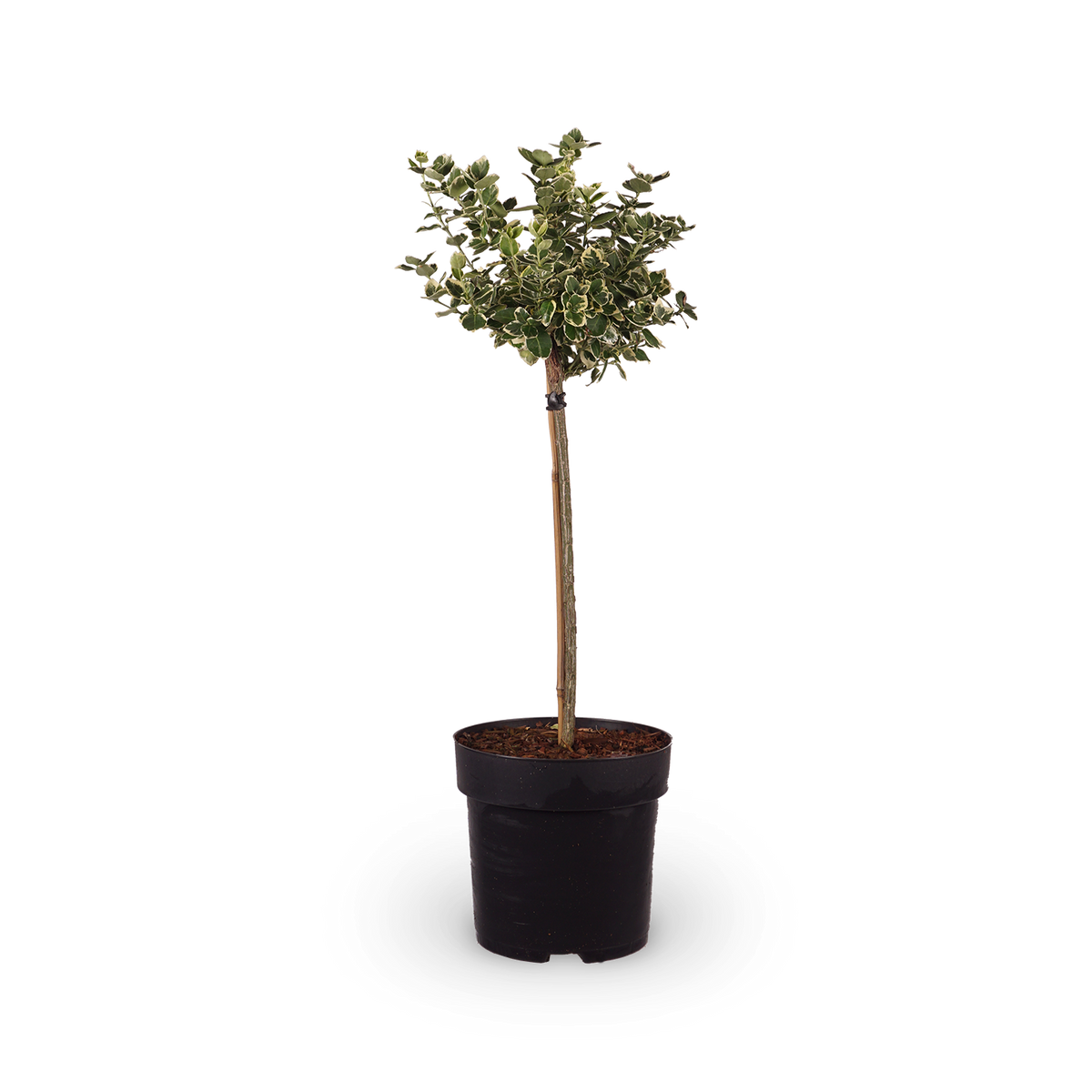 Spindelstrauch 'Emerald Gaiety'