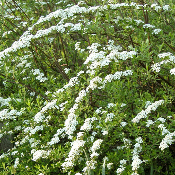 Spiraea arguta mit weißen Blüten