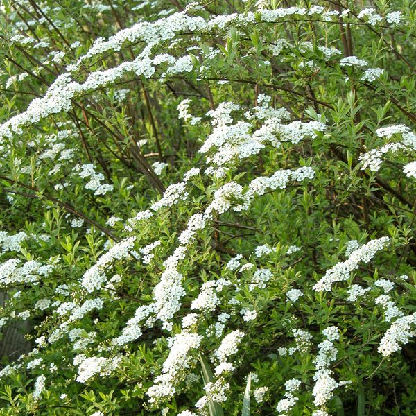 Spiraea arguta mit weißen Blüten