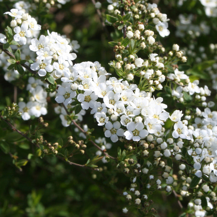 Spiraea cinerea 'Grefsheim'