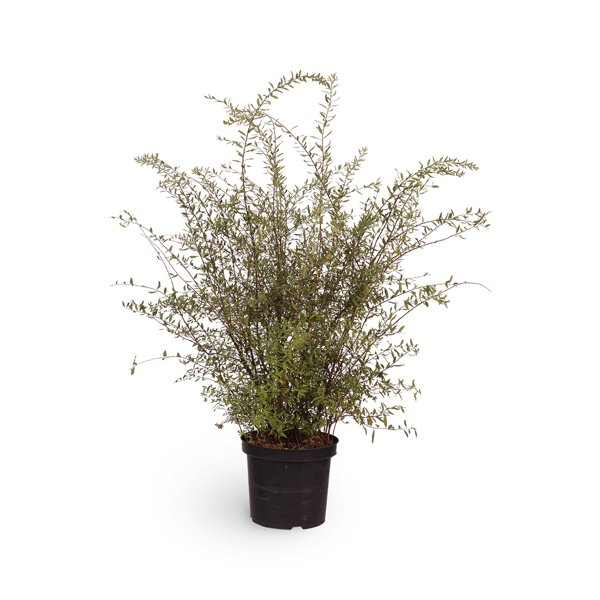 Spiraea cinerea 'Grefsheim'