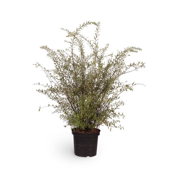 Spiraea cinerea 'Grefsheim'