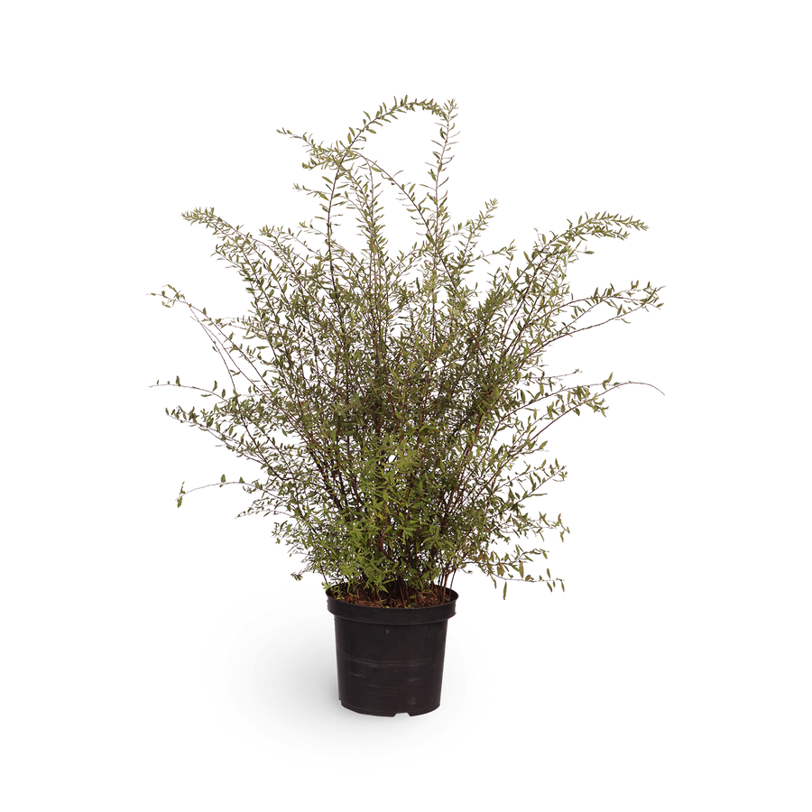 Spiraea cinerea 'Grefsheim'
