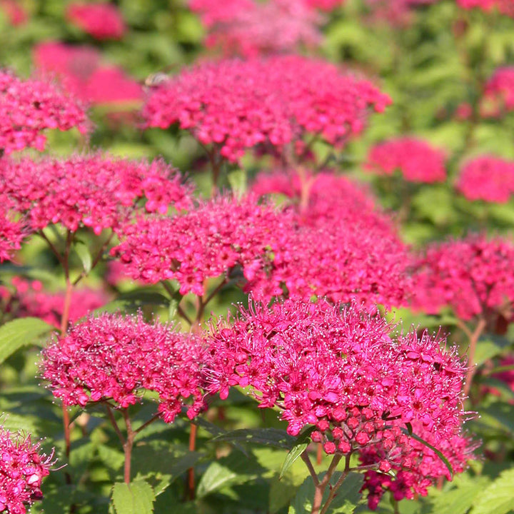 Spiraea japonica 'Anthony Waterer'