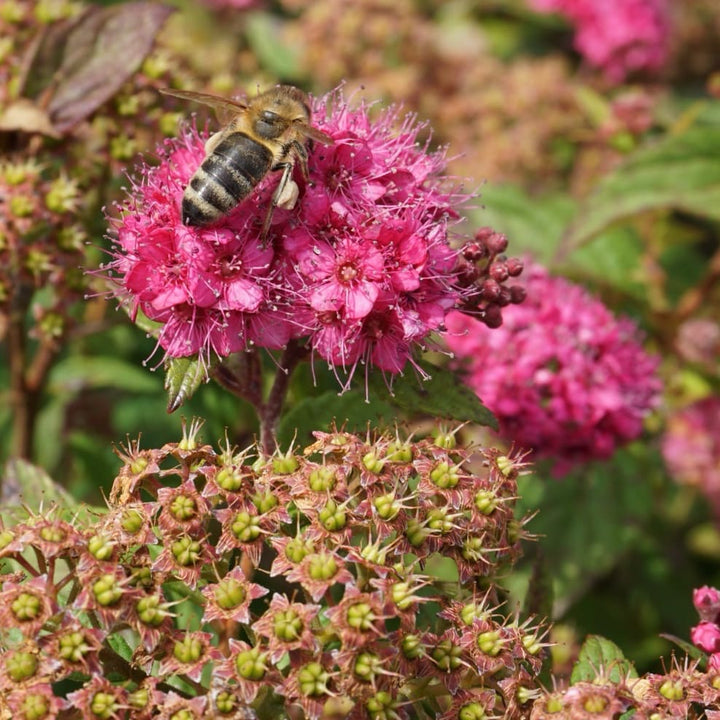 Spiraea japonica 'Fenna'®