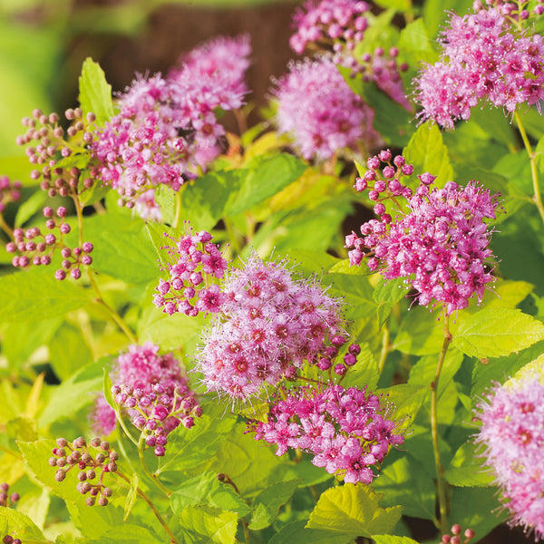 Spiraea japonica 'Golden Princess'