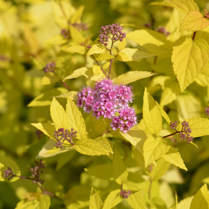 Spiraea japonica 'Golden Princess'
