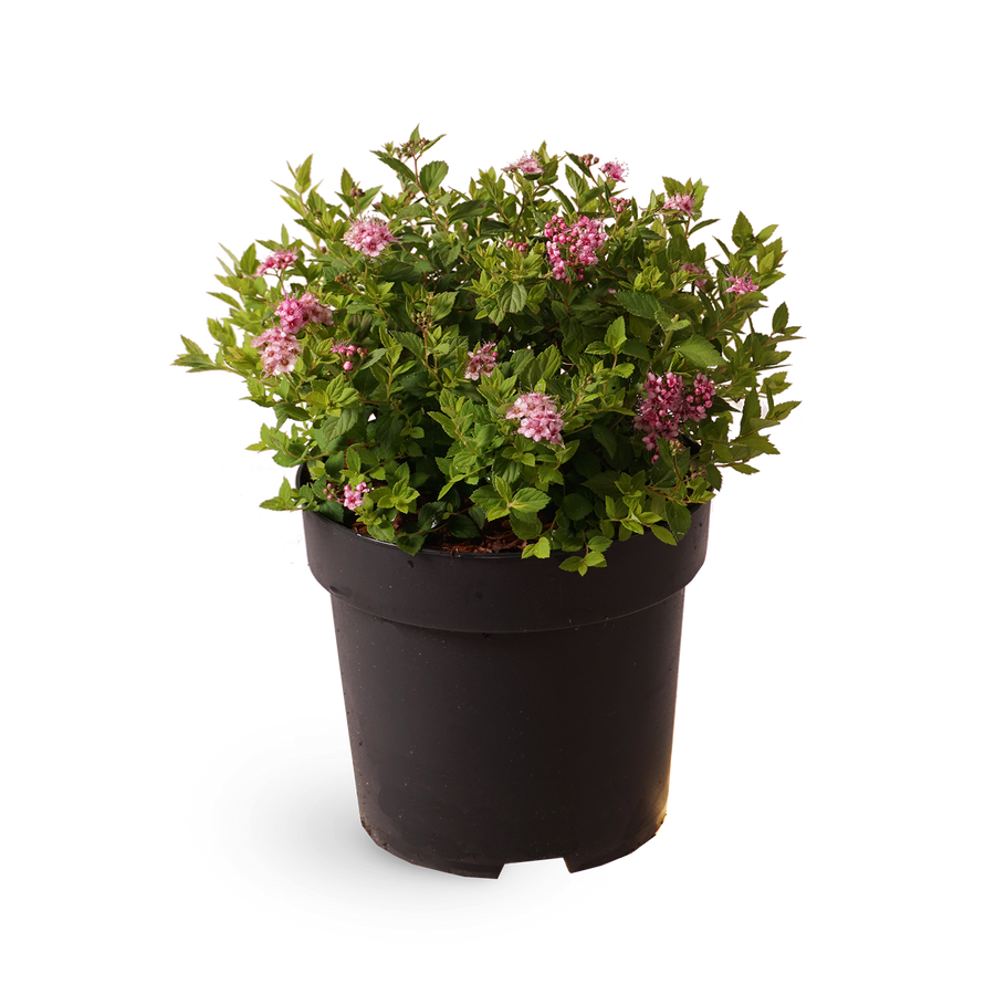 Spiraea japonica 'Little Princess'