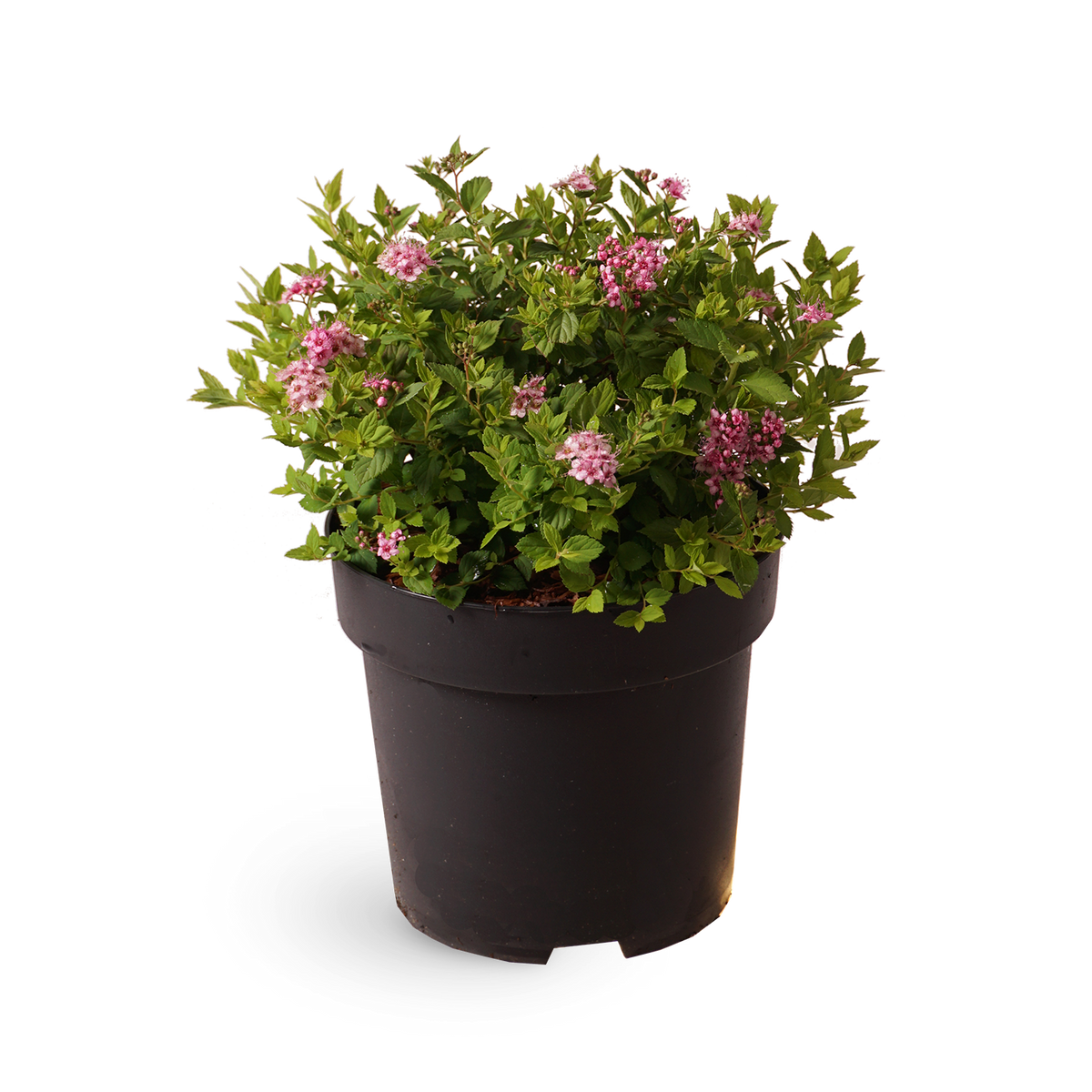 Spiraea japonica 'Little Princess'