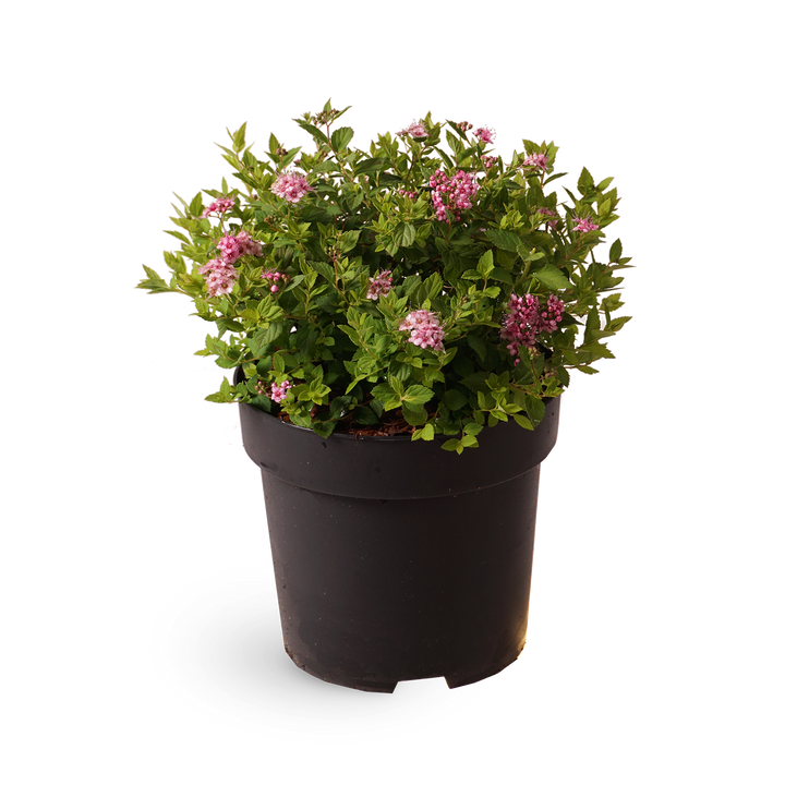 Spiraea japonica 'Little Princess'