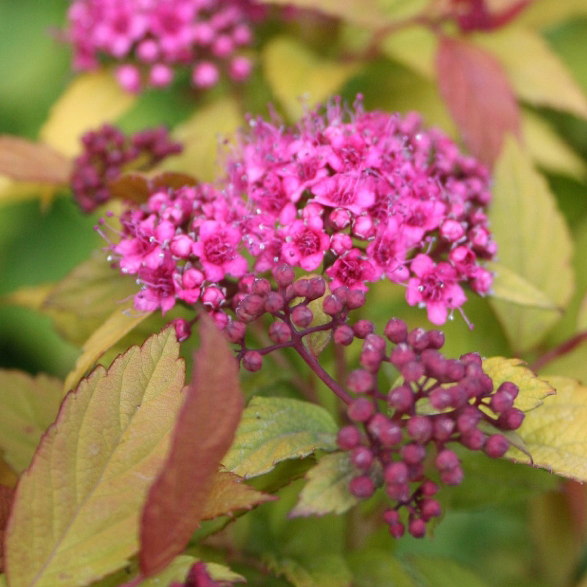 Spiraea japonica 'Magic Carpet'®