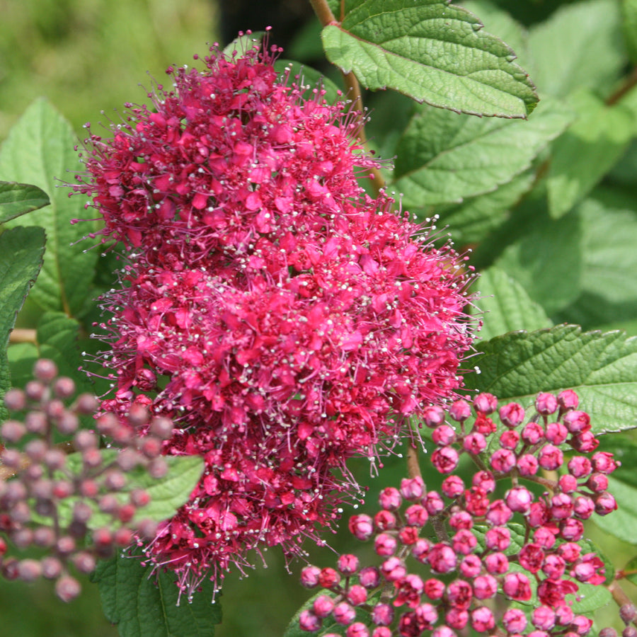 Spiraea japonica 'Superstar'®