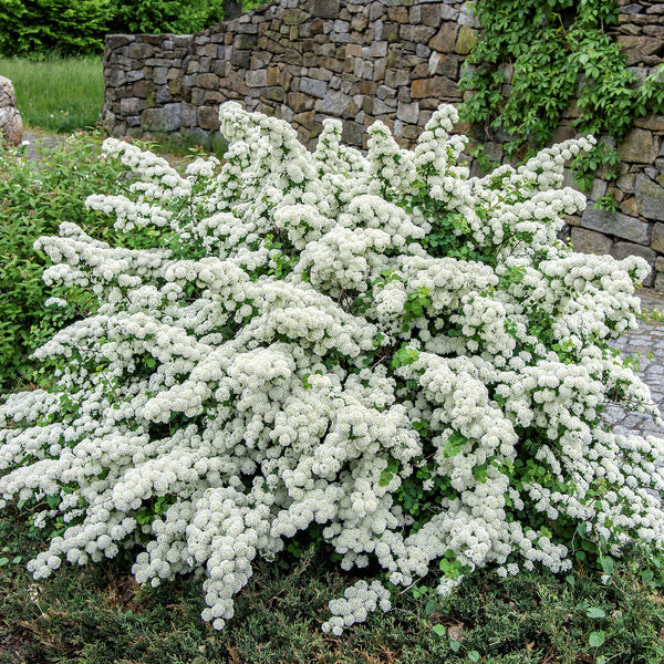Spiraea nipponica 'Snowmound'