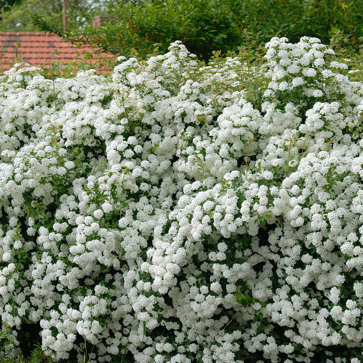 Spiraea vanhouttei