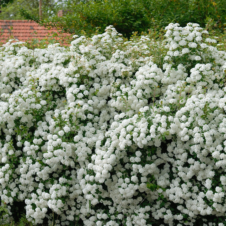 Spiraea vanhouttei