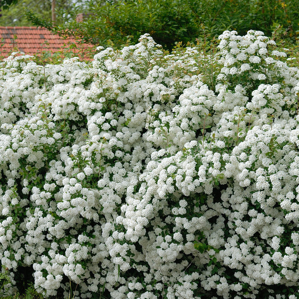 Spiraea vanhouttei