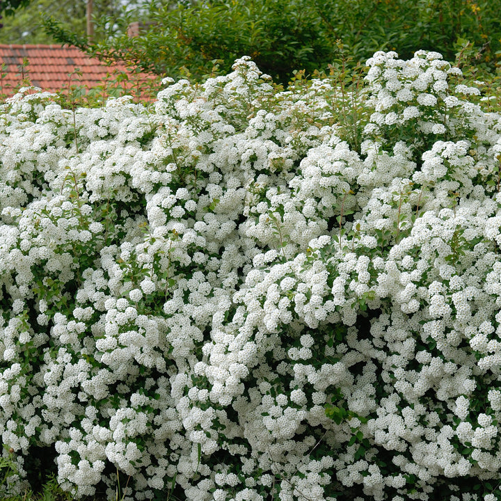 Spiraea vanhouttei