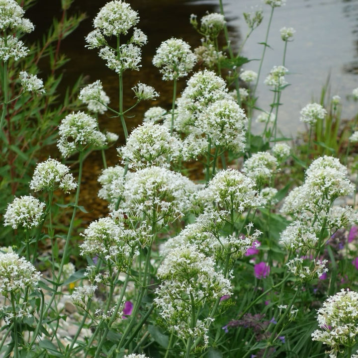 Spornblume 'Albus' Weiß